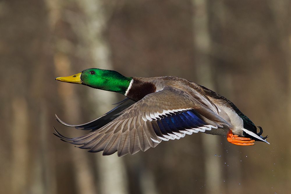 Mallard drake flying art print by Ken Archer for $57.95 CAD