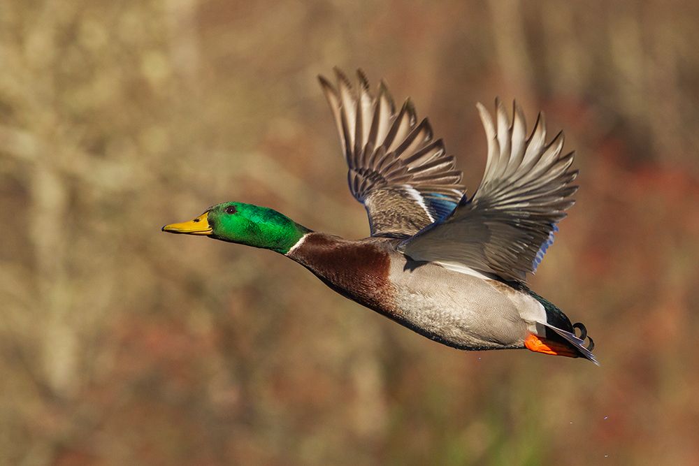 USA-Washington State Nisqually National Wildlife Refuge-mallard drake-autumn flight art print by Ken Archer for $57.95 CAD