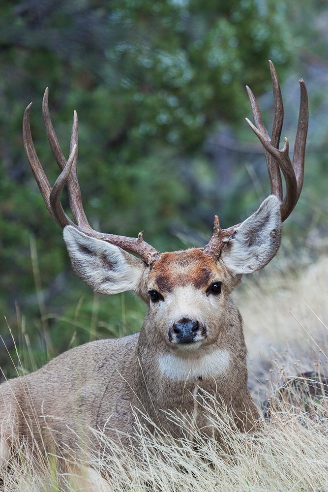Alert mule deer buck resting-Montana-USA art print by Ken Archer for $57.95 CAD