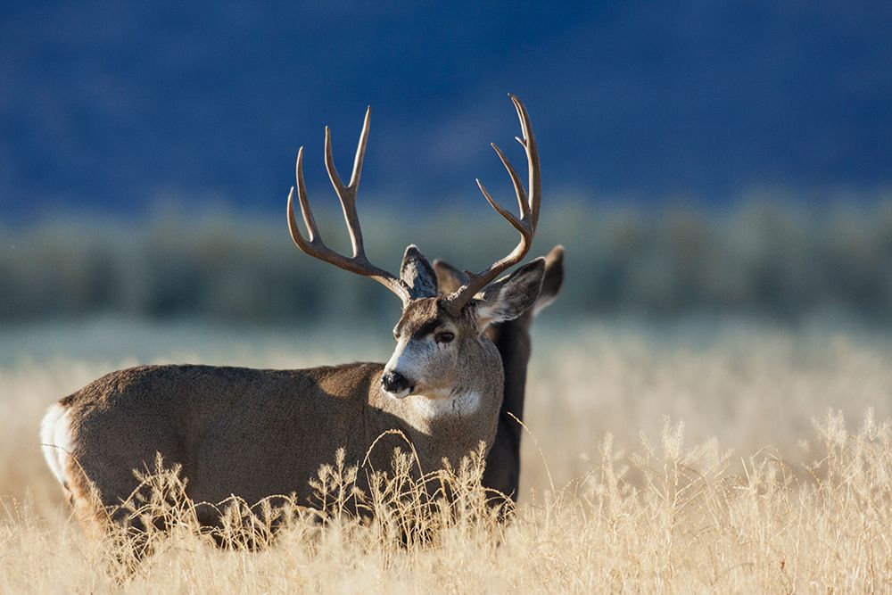 Alert mule deer buck and doe-Montana-USA art print by Ken Archer for $57.95 CAD