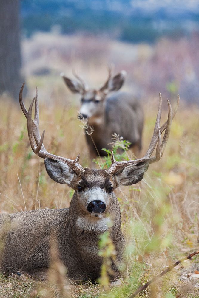 Alert mule deer buck resting Montana-USA art print by Ken Archer for $57.95 CAD