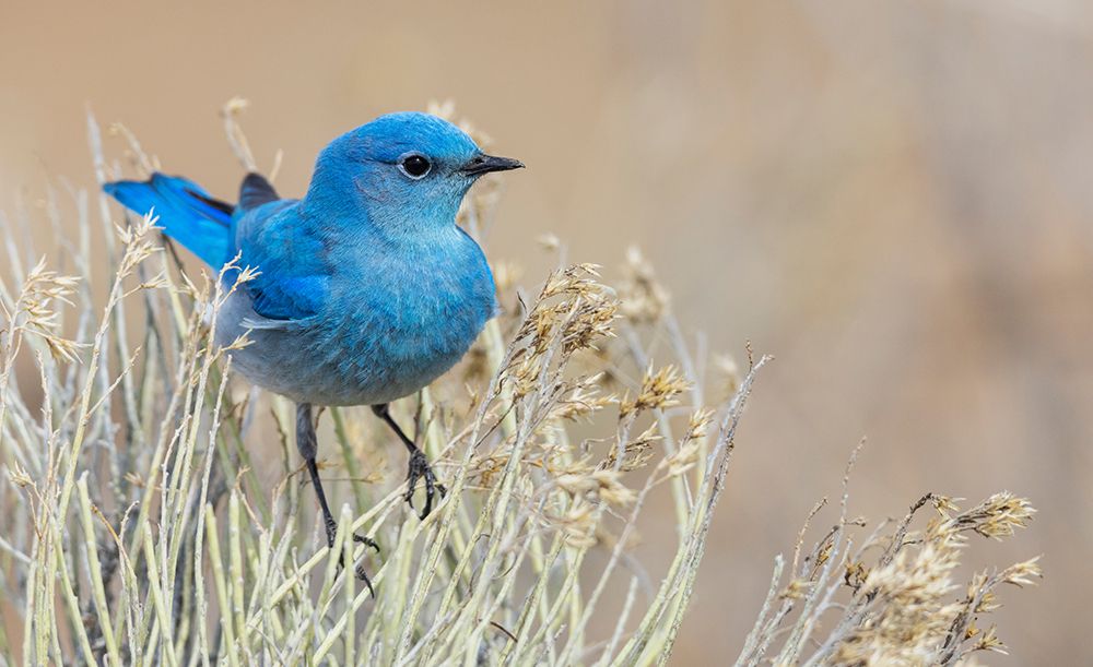 Mountain bluebird male protecting his territory-Colorado-USA art print by Ken Archer for $57.95 CAD