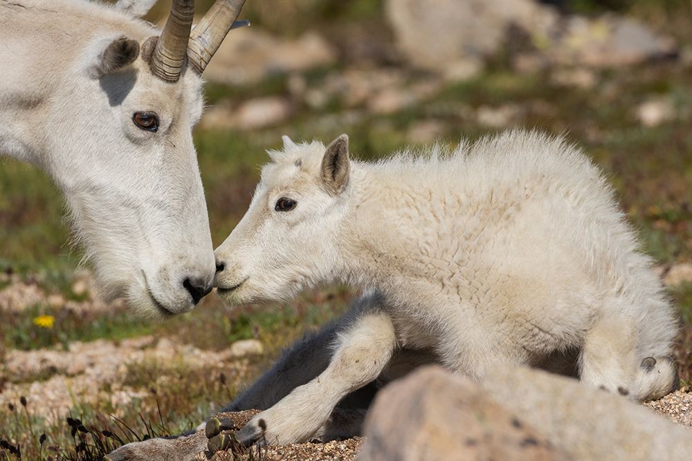 Mountain Goat Adult Greets Youngster art print by Ken Archer for $57.95 CAD