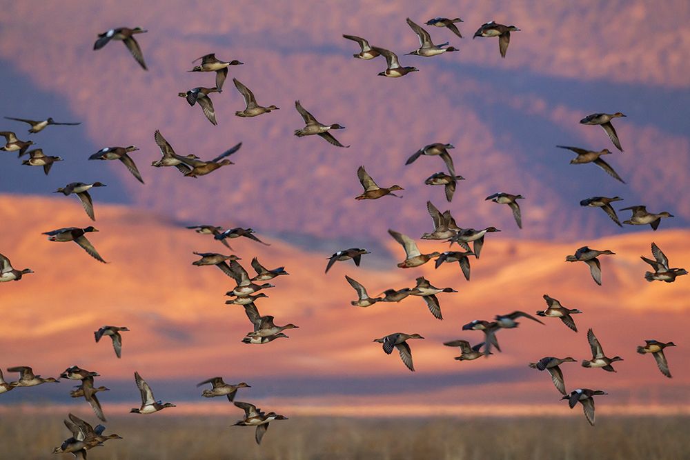 USA-California-Klamath Basin National Wildlife Refuge-flock of ducks at last light art print by Ken Archer for $57.95 CAD