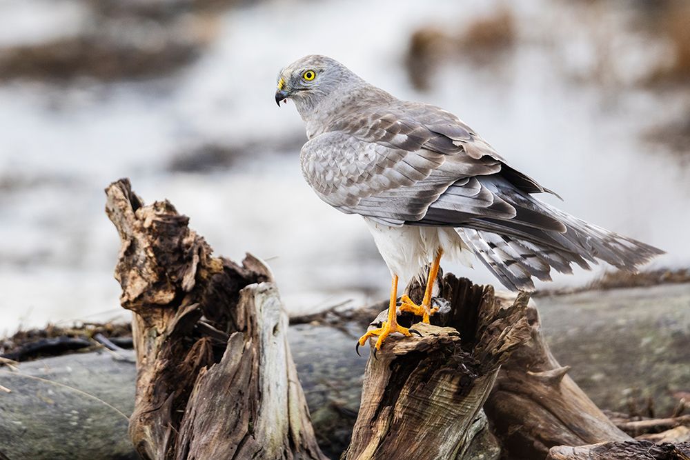 Canada-British Columbia-Boundary Bay-Northern harrier (male) art print by Ken Archer for $57.95 CAD