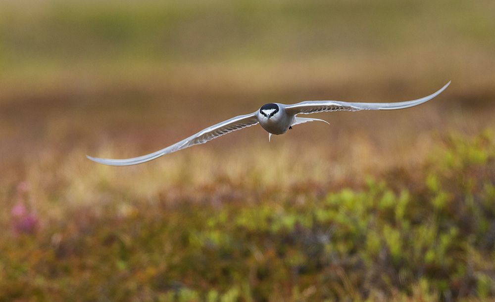 Aleutian tern flying art print by Ken Archer for $57.95 CAD