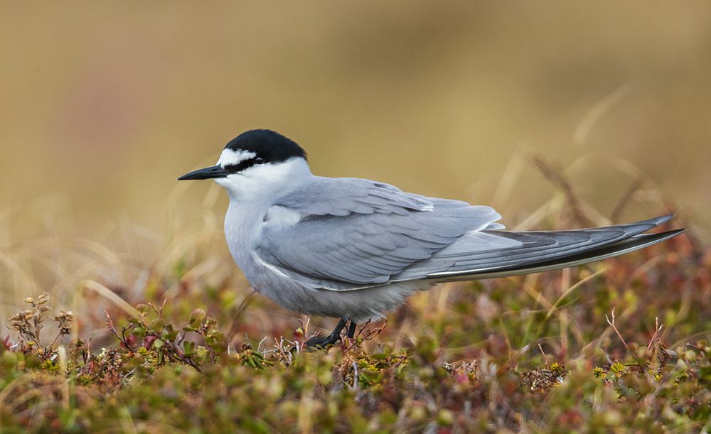 Aleutian tern art print by Ken Archer for $57.95 CAD