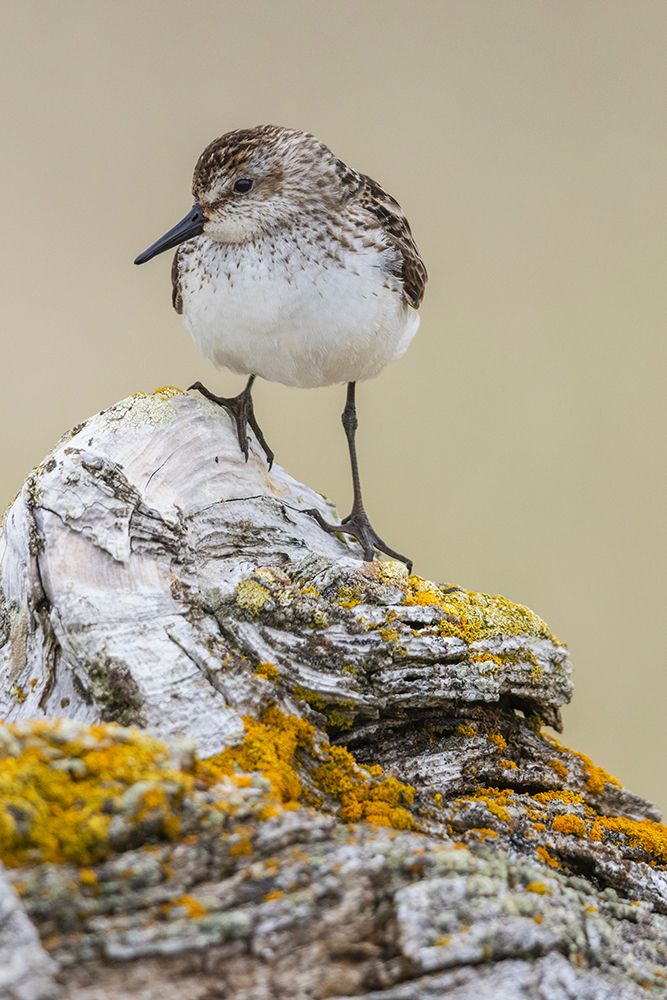 Semipalmated sandpiper-posing on driftwood-Alaska-USA art print by Ken Archer for $57.95 CAD
