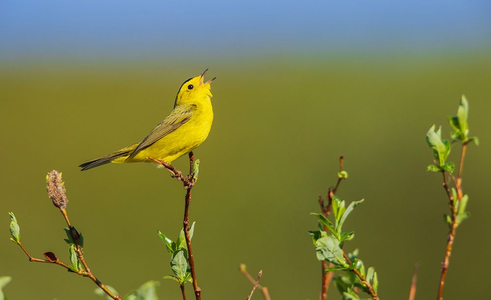 Wilsons warbler singing from willow perch-Alaska-USA art print by Ken Archer for $57.95 CAD