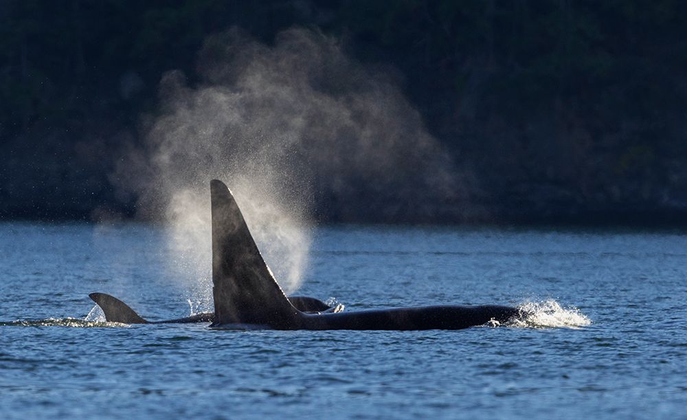 Orcas surfacing art print by Ken Archer for $57.95 CAD