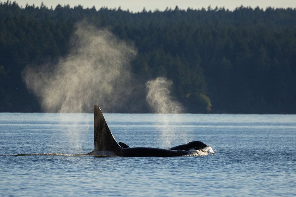 Orcas surfacing art print by Ken Archer for $57.95 CAD