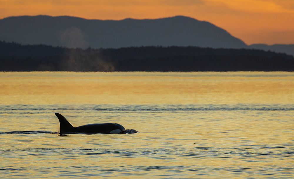 Orca surfacing at sunset art print by Ken Archer for $57.95 CAD