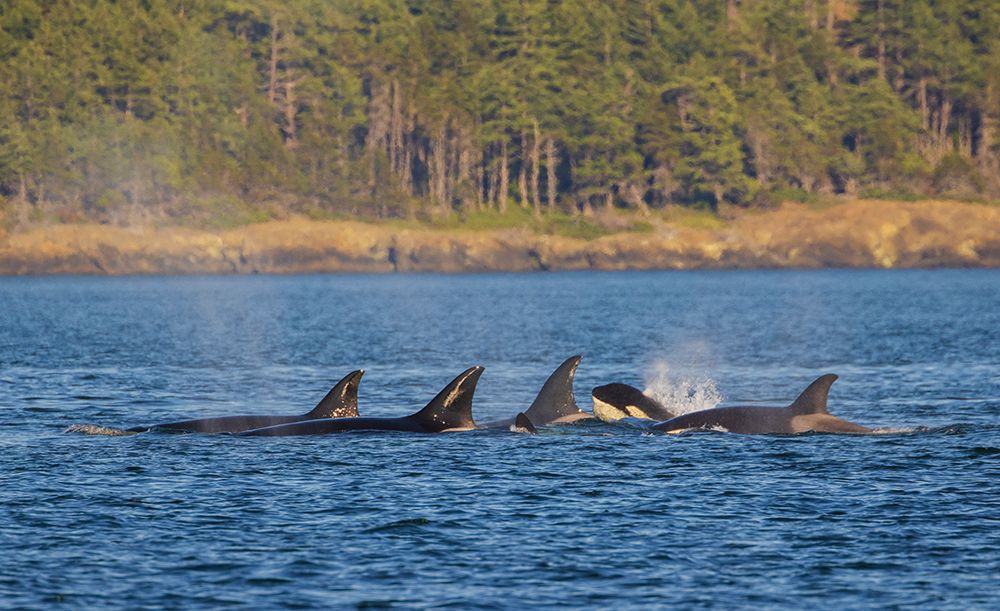 Orca whales surfacing art print by Ken Archer for $57.95 CAD