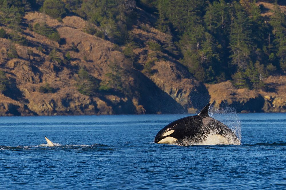 Orca breaching art print by Ken Archer for $57.95 CAD