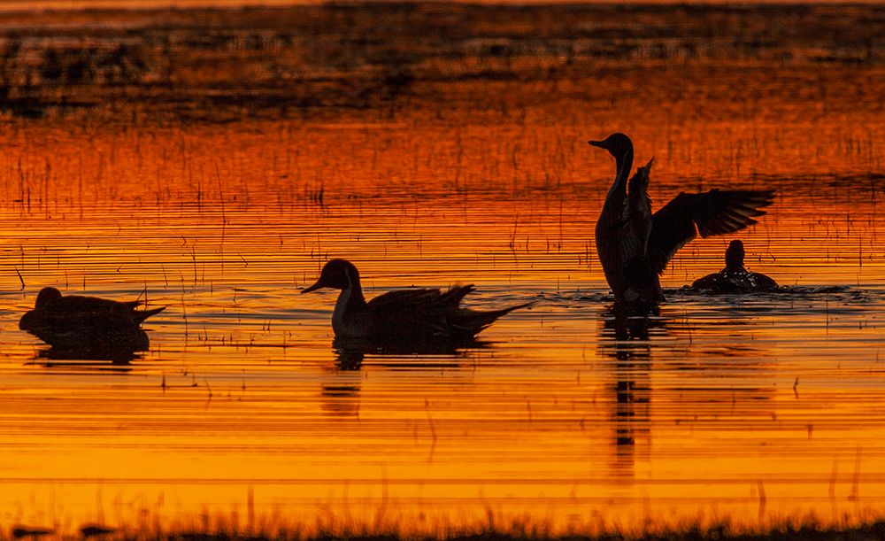 Northern pintail duck-foraging in flooded agriculture field-migration stop-USA-Oregon art print by Ken Archer for $57.95 CAD