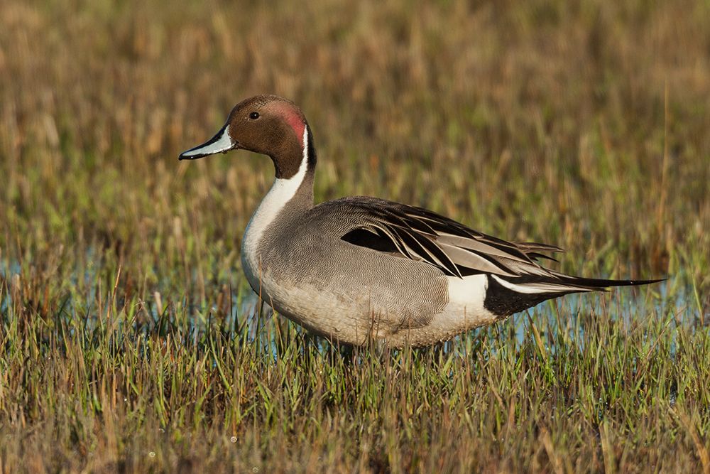 Northern pintail drake-foraging in flooded farmers field-USA-Oregon art print by Ken Archer for $57.95 CAD