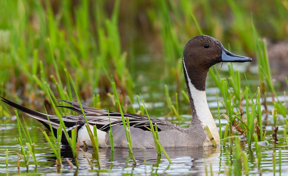 Northern pintail duck-foraging in flooded agriculture field-migration stop-USA-Washington art print by Ken Archer for $57.95 CAD