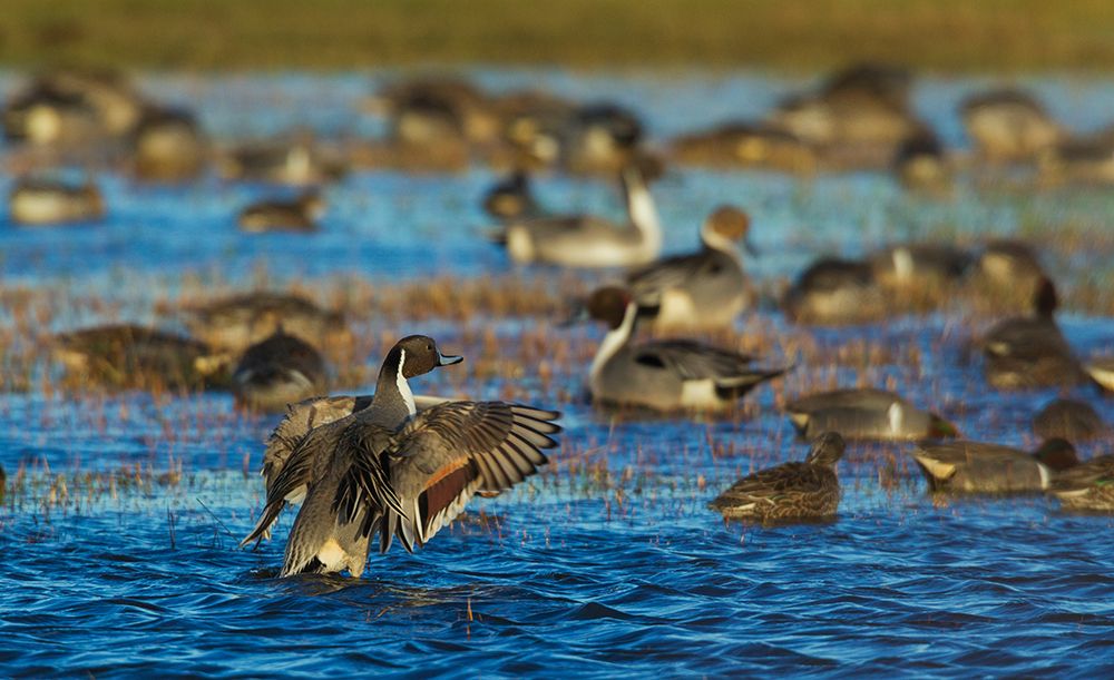 Northern pintail ducks-foraging in flooded agriculture field-migration stop-USA-Oregon art print by Ken Archer for $57.95 CAD