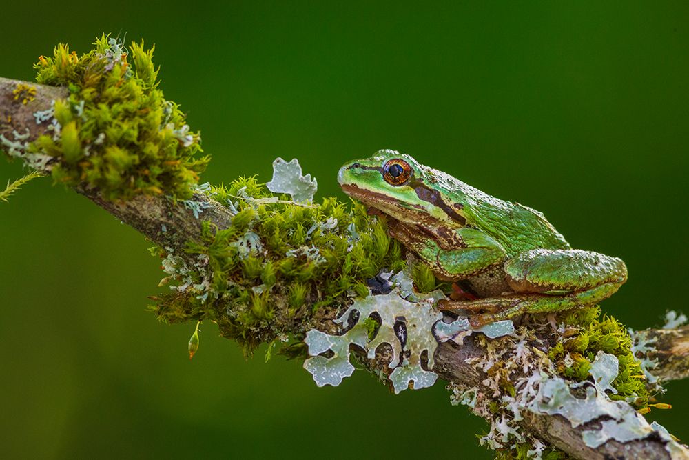USA-Washington State Nisqually National Wildlife Refuge-Pacific tree frog art print by Ken Archer for $57.95 CAD