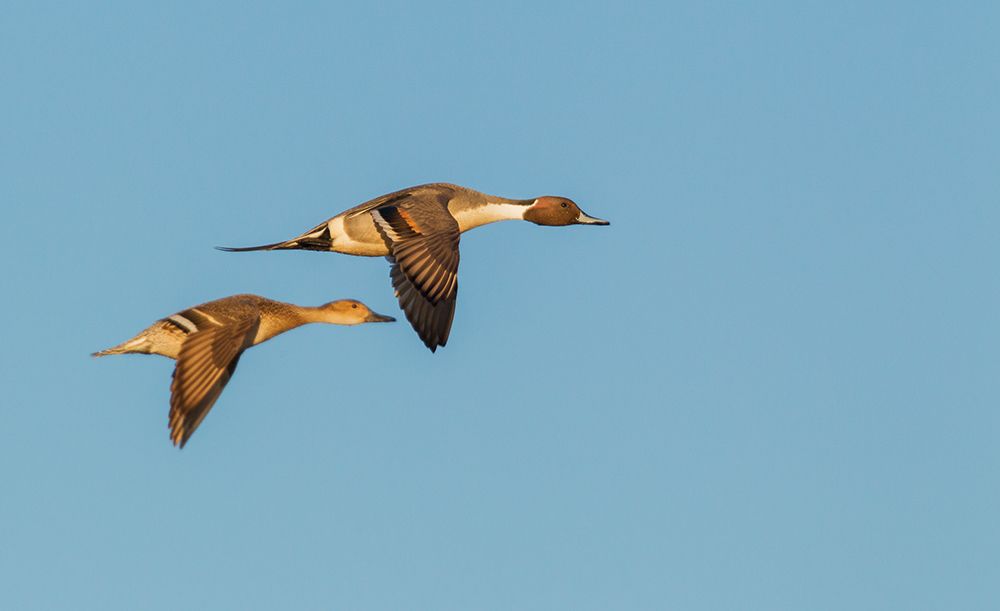Northern pintail ducks-spring migration-USA-Washington State art print by Ken Archer for $57.95 CAD