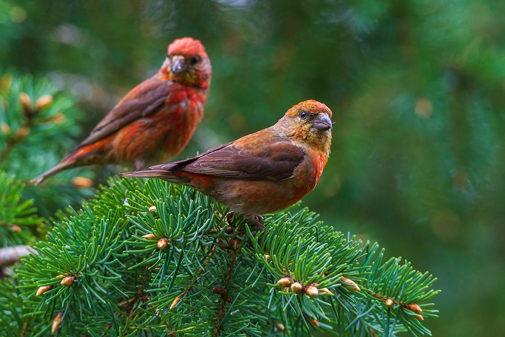 Red crossbills foraging-Washington State-USA art print by Ken Archer for $57.95 CAD