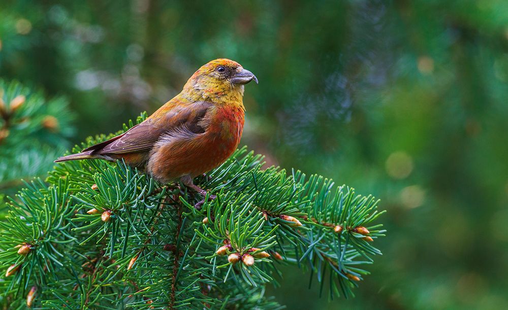 Red crossbill foraging during migration stop-Washington State-USA art print by Ken Archer for $57.95 CAD