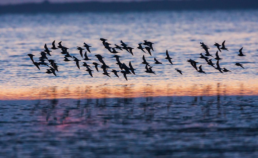 Red knots flock at dusk art print by Ken Archer for $57.95 CAD