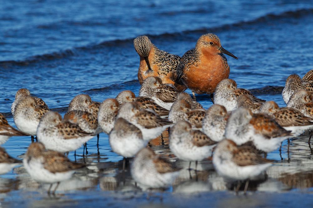 Red knots resting with western sandpipers art print by Ken Archer for $57.95 CAD