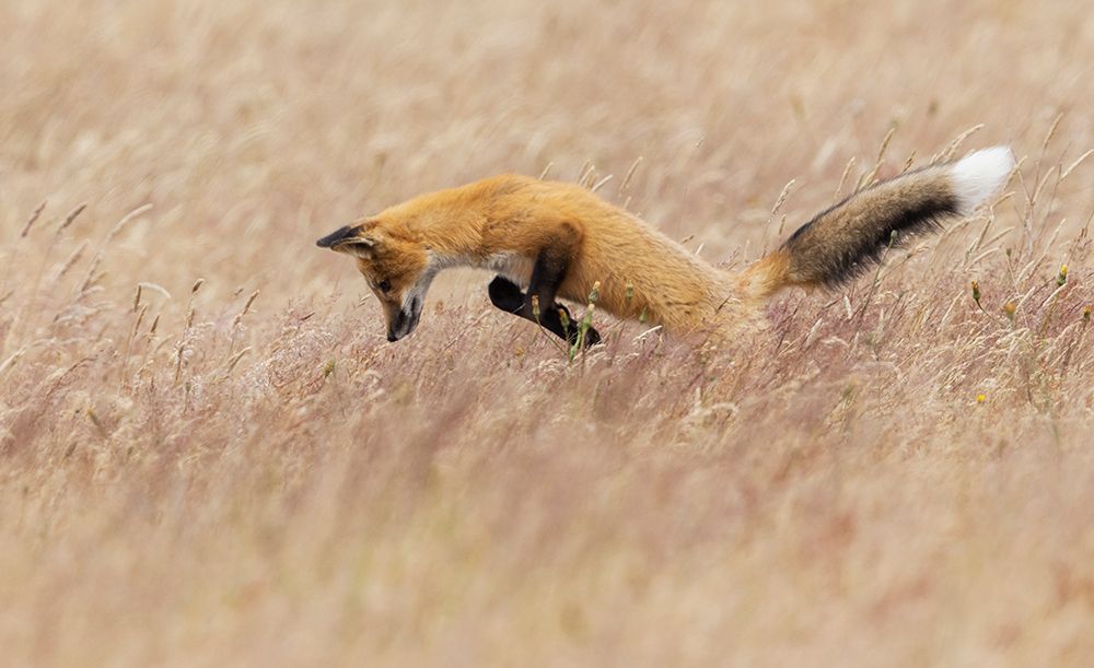 Young red fox hunting art print by Ken Archer for $57.95 CAD