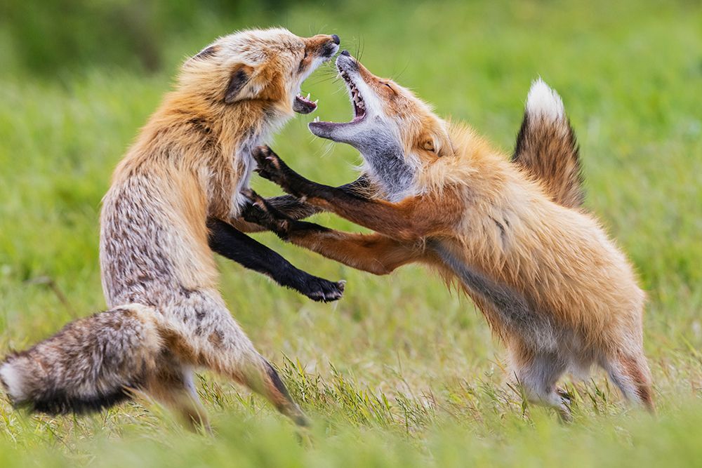 USA-Washington State San Juan Islands-red fox-adults playing art print by Ken Archer for $57.95 CAD
