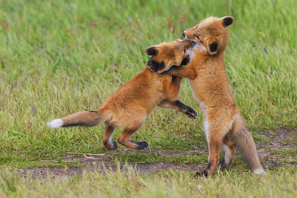 USA-Washington State San Juan Islands-red fox kits playing art print by Ken Archer for $57.95 CAD