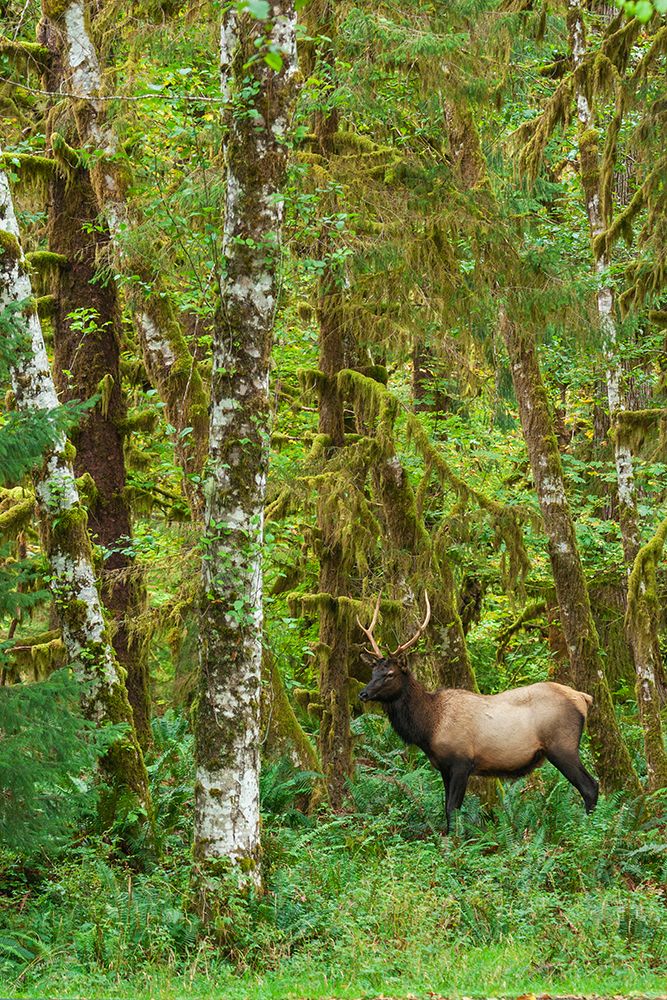 Young Roosevelt bull elk-rainforest shades of green-Olympic Peninsula-Washington State-USA art print by Ken Archer for $57.95 CAD