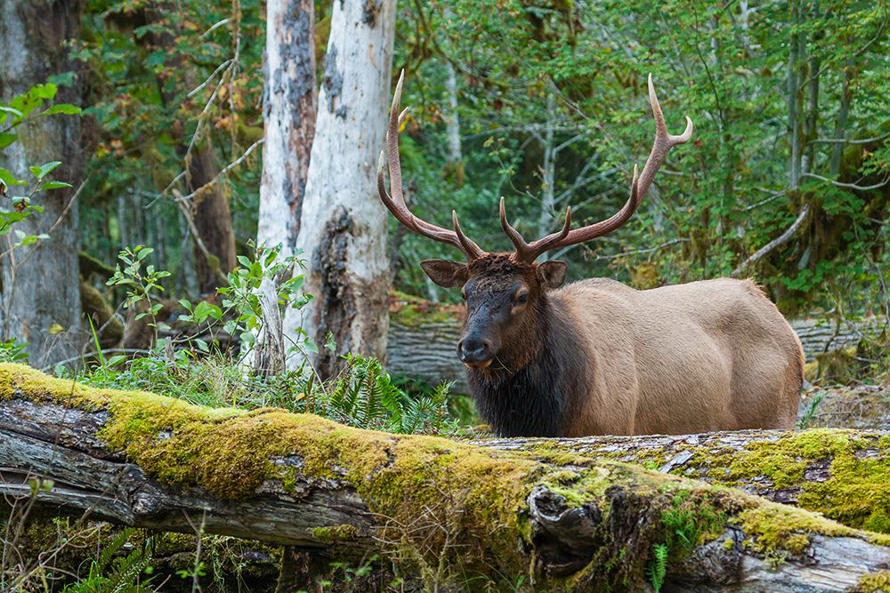 Roosevelt bull elk-Pacific Northwest rainforest art print by Ken Archer for $57.95 CAD