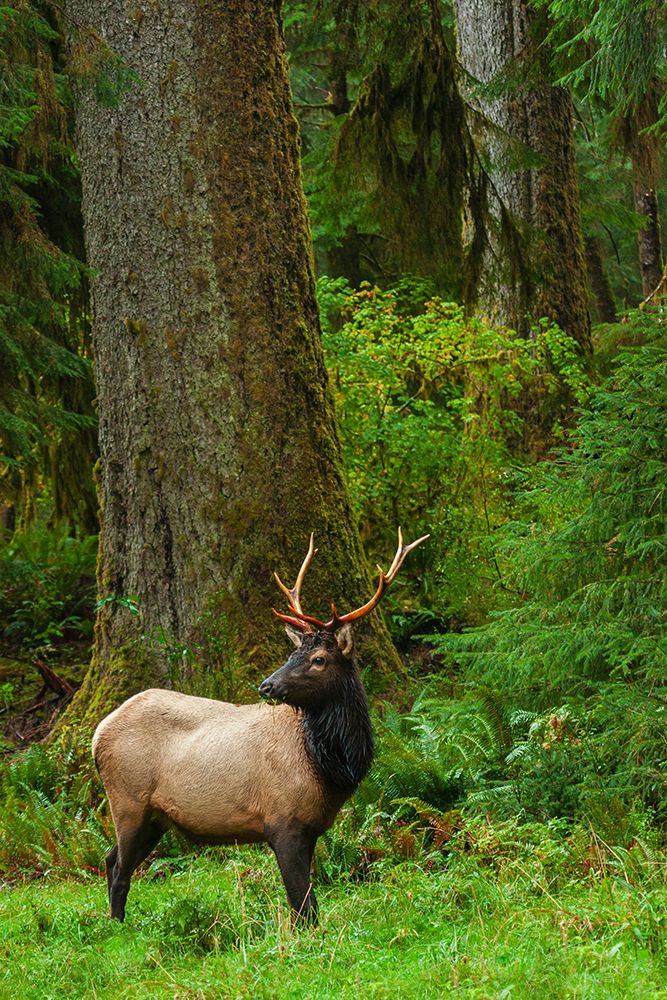 Roosevelt bull elk-Pacific Northwest rainforest art print by Ken Archer for $57.95 CAD