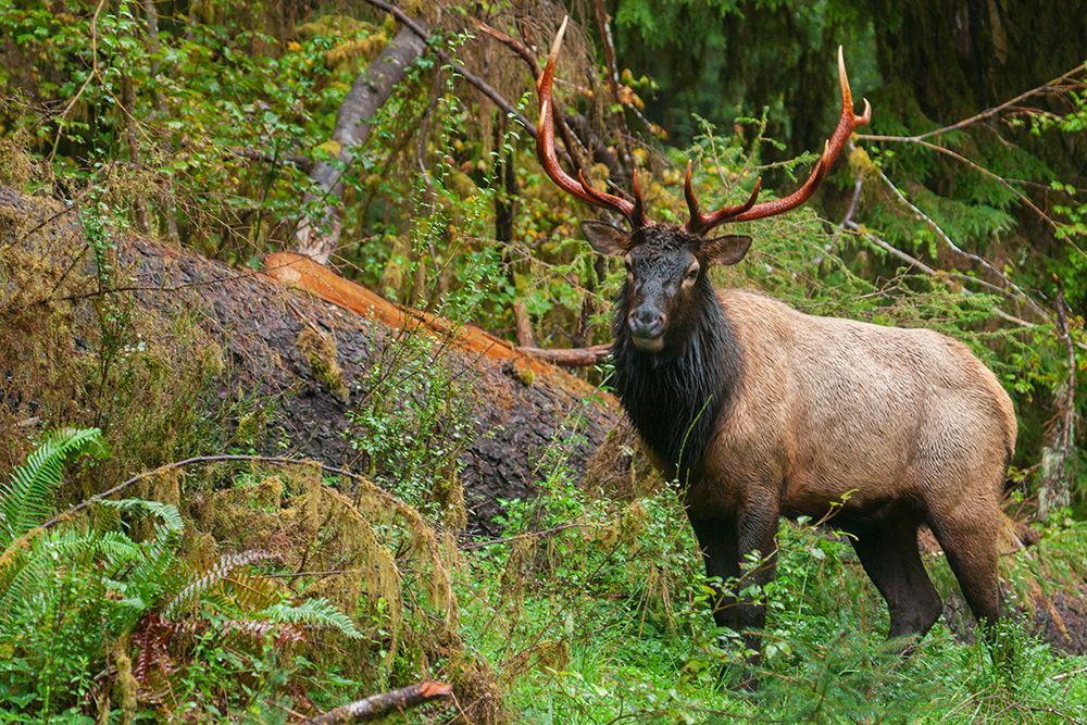 Roosevelt bull elk-Pacific Northwest rainforest art print by Ken Archer for $57.95 CAD