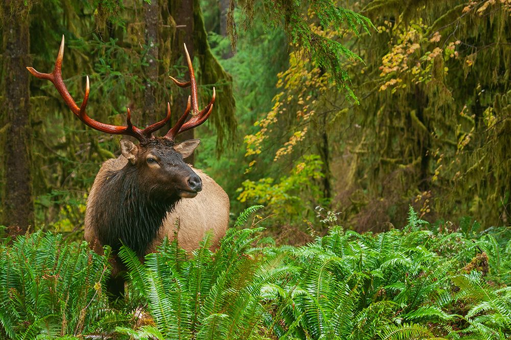 Roosevelt bull elk-Pacific Northwest rainforest art print by Ken Archer for $57.95 CAD