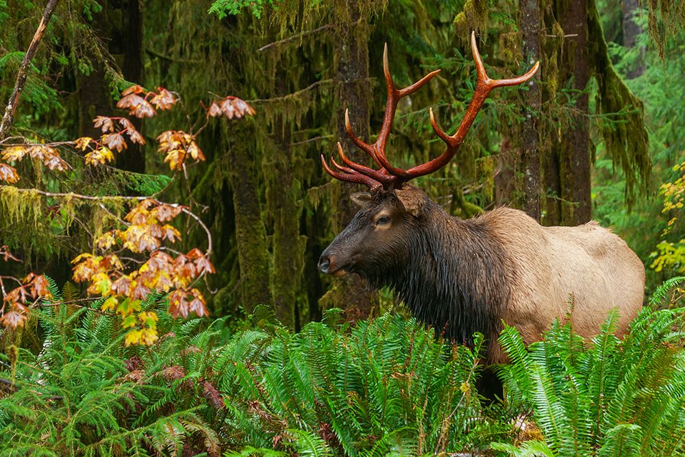Roosevelt bull elk-USA-Washington State Olympic National Park art print by Ken Archer for $57.95 CAD