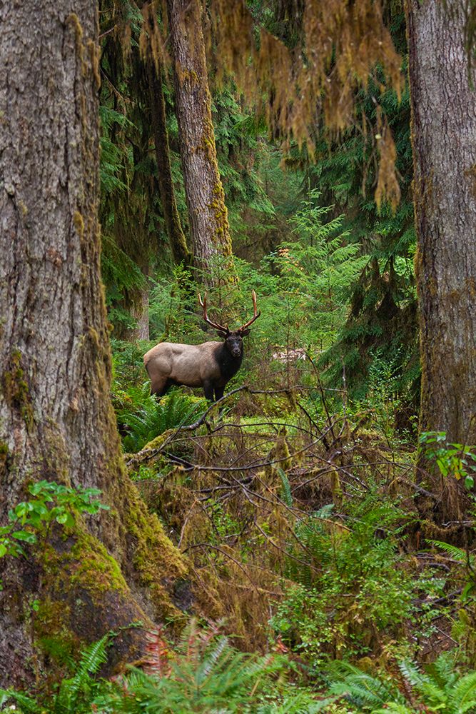 Roosevelt bull elk-Pacific Northwest rainforest art print by Ken Archer for $57.95 CAD