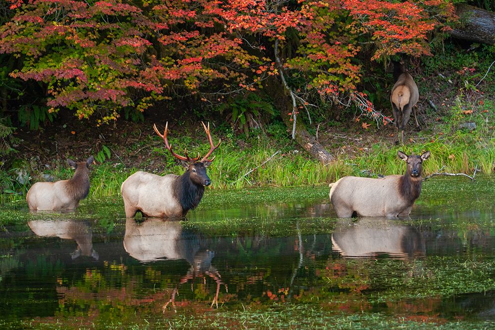 Roosevelt elk herd-Pacific Northwest rainforest art print by Ken Archer for $57.95 CAD