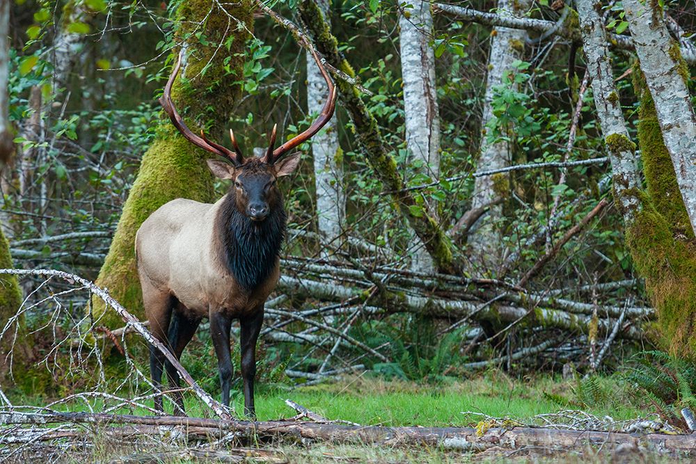 Roosevelt bull elk-Pacific Northwest rainforest art print by Ken Archer for $57.95 CAD