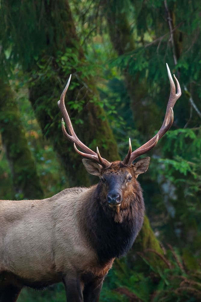 Roosevelt bull elk-Pacific Northwest rainforest art print by Ken Archer for $57.95 CAD