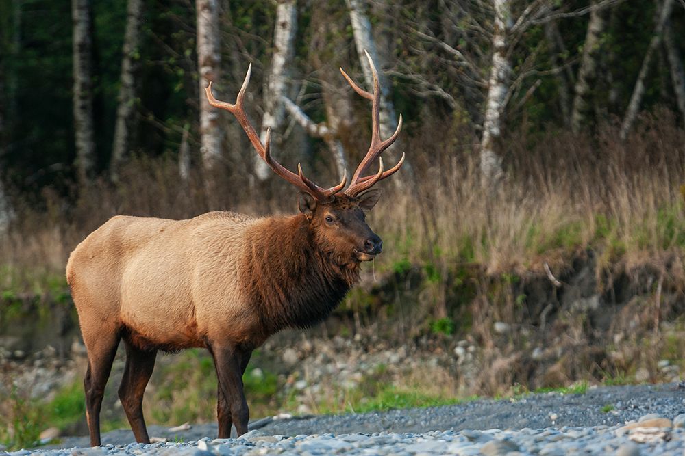 Roosevelt bull elk-Pacific Northwest rainforest art print by Ken Archer for $57.95 CAD