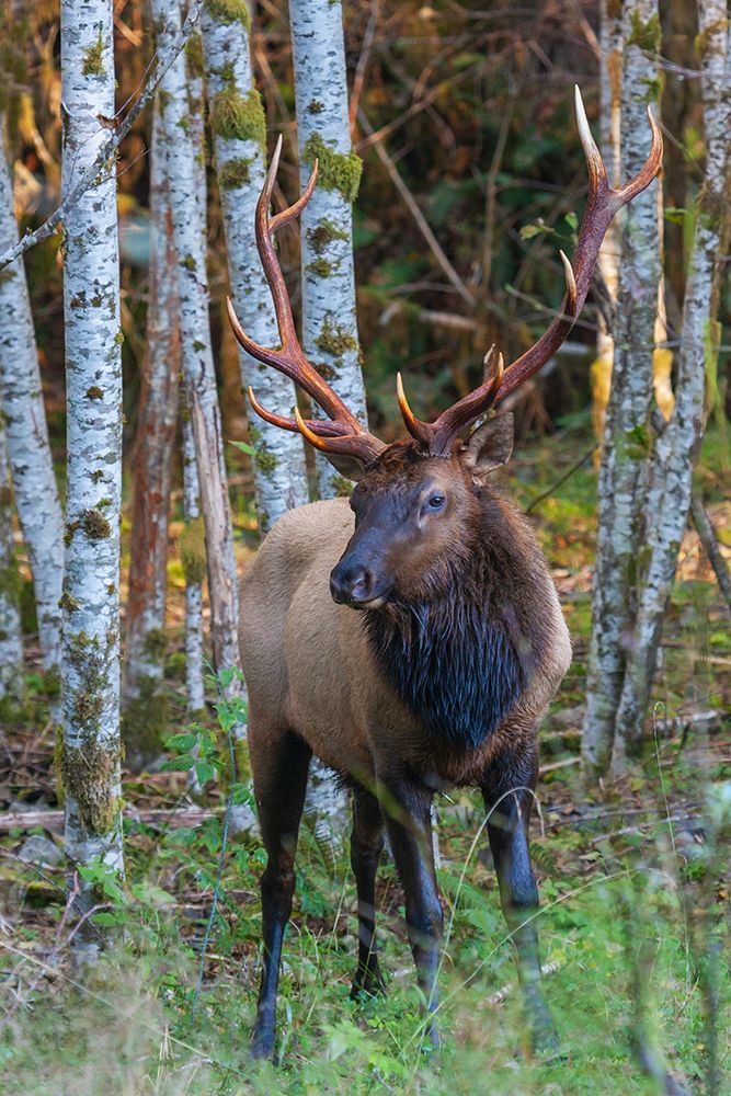 Roosevelt bull elk-Pacific Northwest rainforest art print by Ken Archer for $57.95 CAD