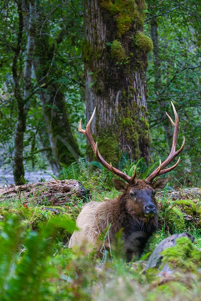 Roosevelt bull elk-Pacific Northwest rainforest art print by Ken Archer for $57.95 CAD