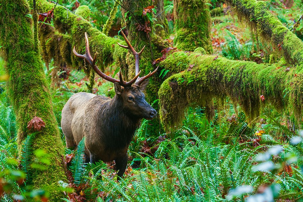 Roosevelt bull elk-Pacific Northwest rainforest art print by Ken Archer for $57.95 CAD