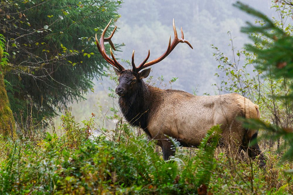 Roosevelt bull elk-Pacific Northwest rainforest art print by Ken Archer for $57.95 CAD