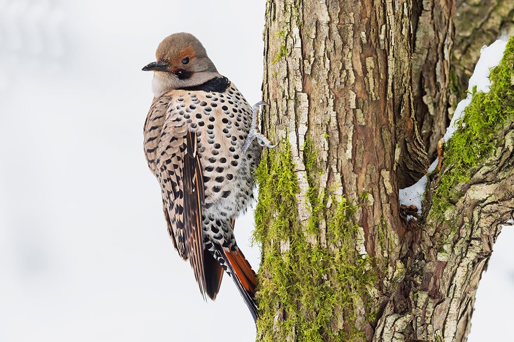 Canada-British Columbia-Boundary Bay-red-shafted flicker-first winter art print by Ken Archer for $57.95 CAD