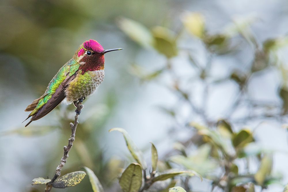 Annas hummingbird resting-San Diego area-California-USA art print by Ken Archer for $57.95 CAD