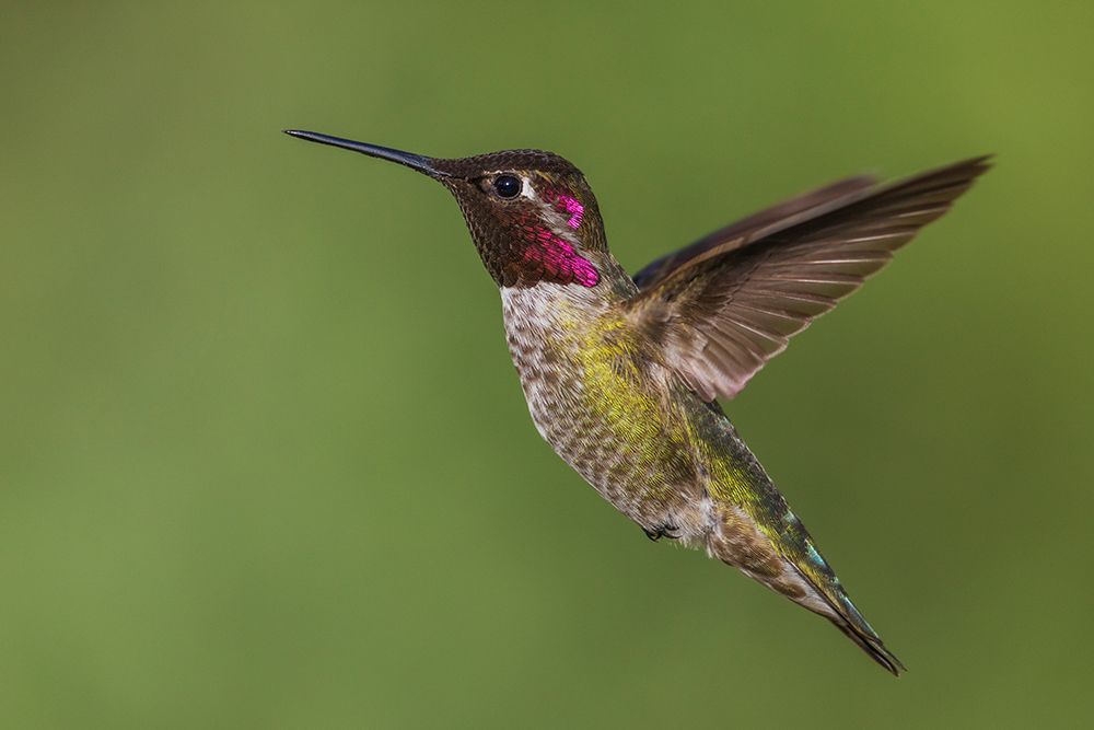 USA-Southern California-Poway-annas hummingbird art print by Ken Archer for $57.95 CAD