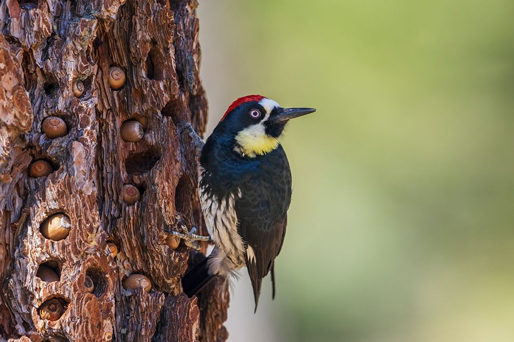 USA-Southern California-Sierra Mountains-acorn woodpecker art print by Ken Archer for $57.95 CAD